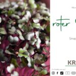 Microgreen-Portrait: roter Senf