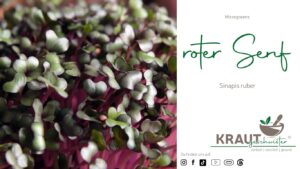 Microgreen-Portrait: roter Senf