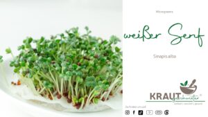 Microgreen Portrait: weißer Senf