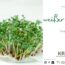 Microgreen Portrait: weißer Senf
