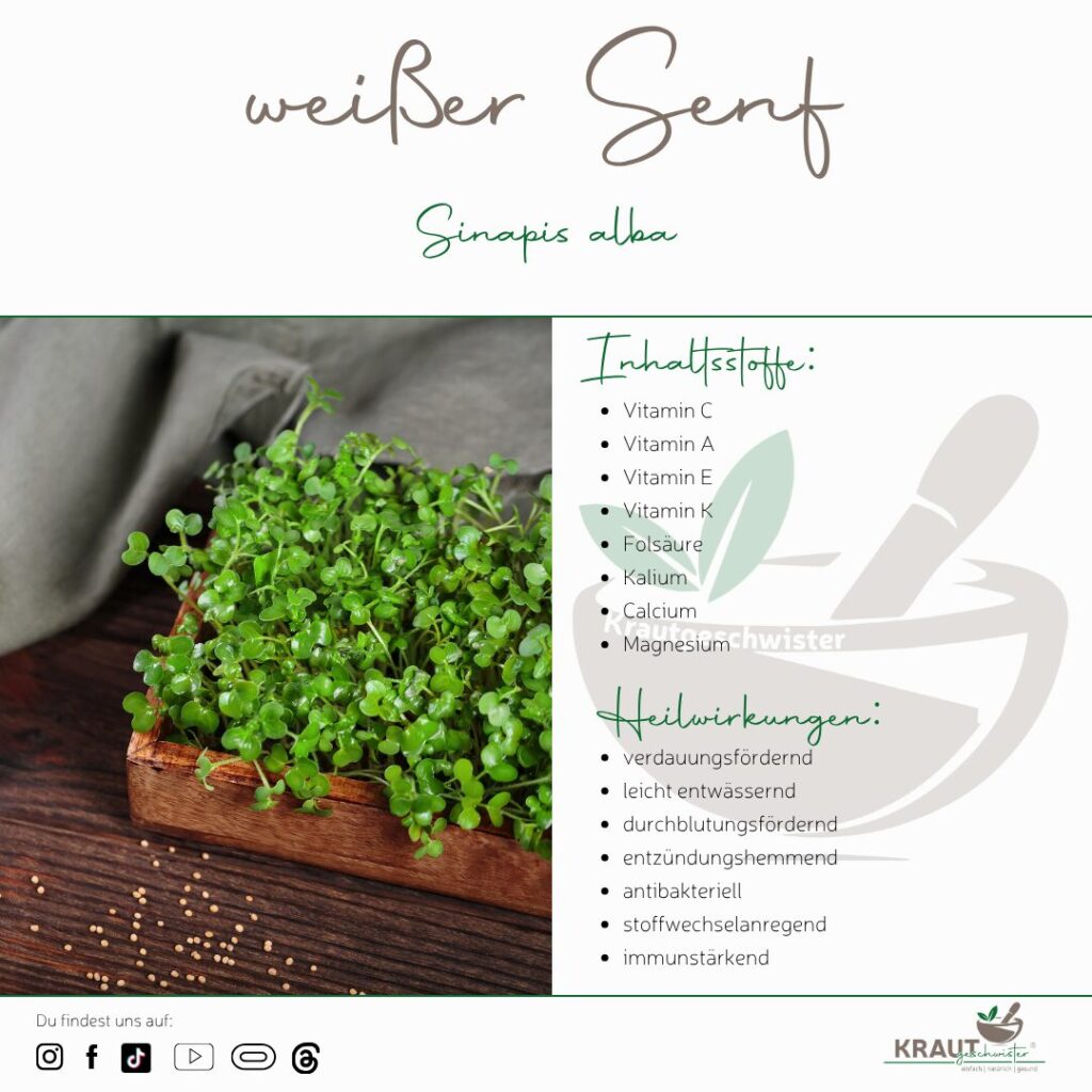 Microgreen Portrait: weißer Senf