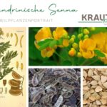 Alexandrinische Senna Heilpflanzenportrait