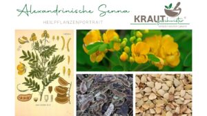 Alexandrinische Senna Heilpflanzenportrait
