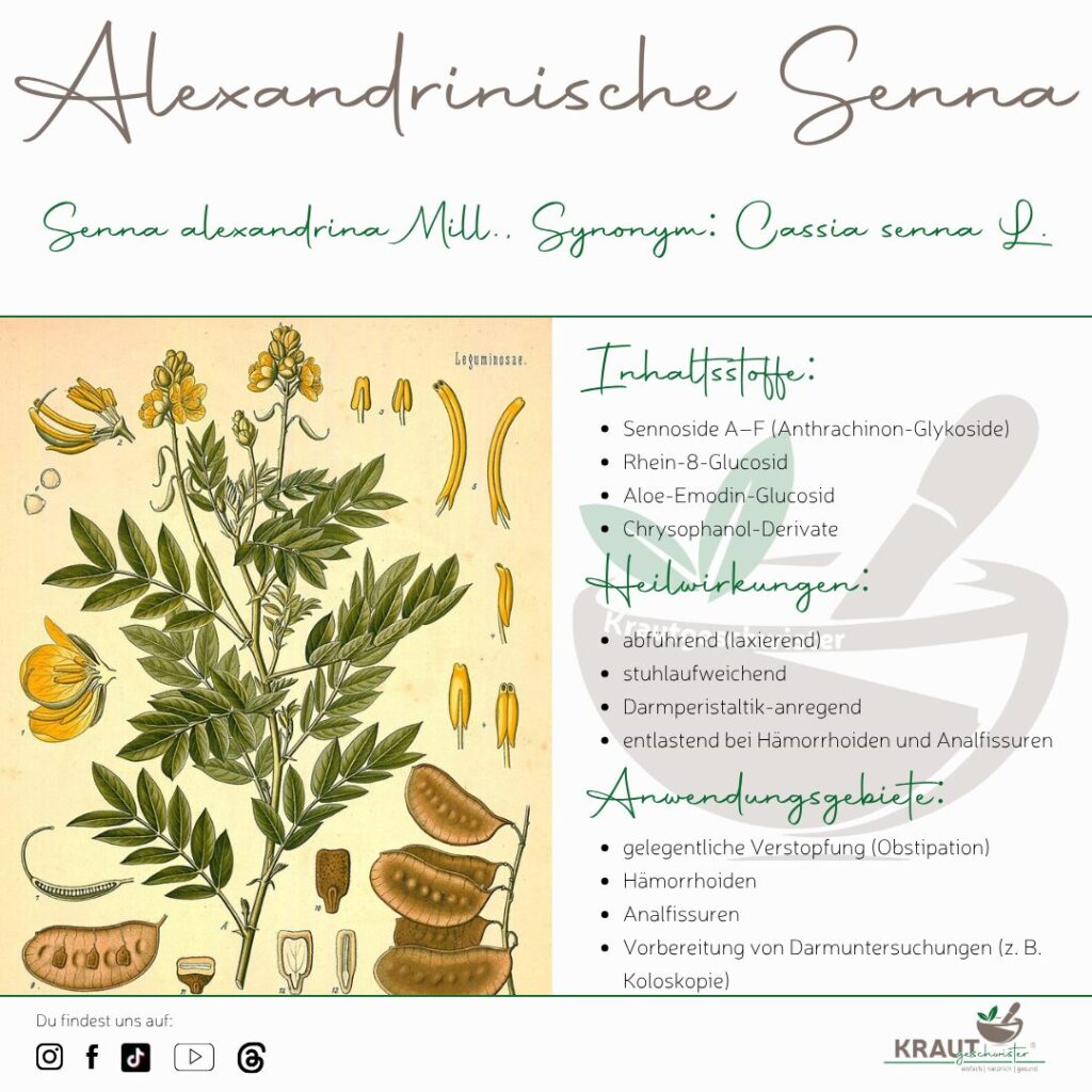 Alexandrinische Senna Heilpflanzenportrait