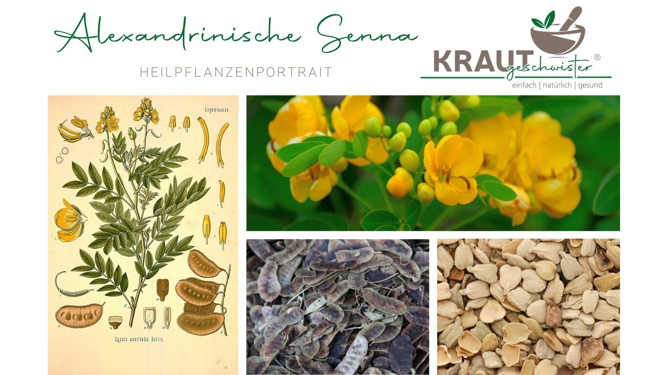 Mehr über den Artikel erfahren Alexandrinische Senna Heilpflanzenportrait