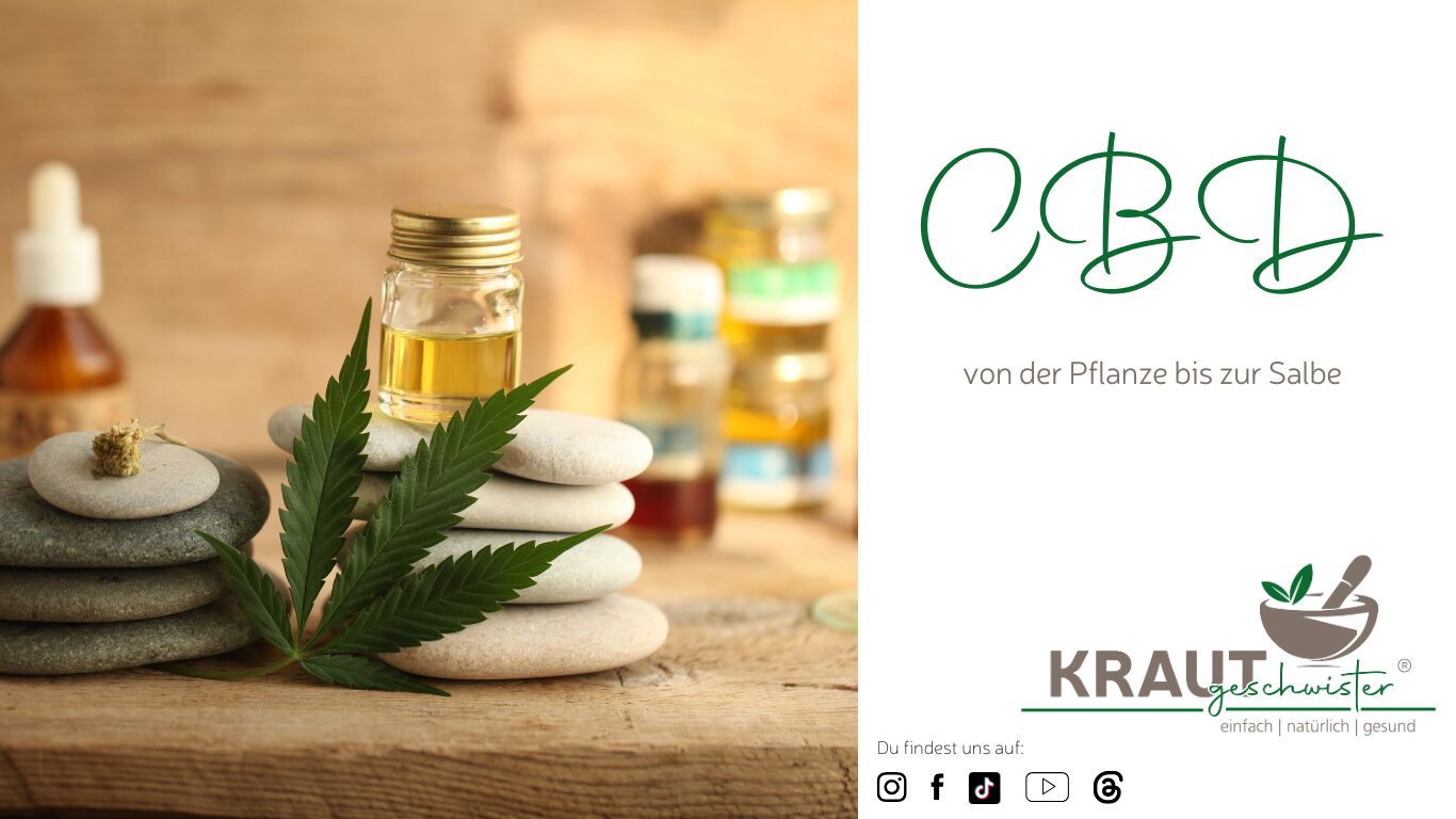CBD erklärt: Von der Pflanze bis zur Salbe