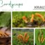 Cordyceps – der geheimnisvolle Heilpilz aus Höhen und Mythen