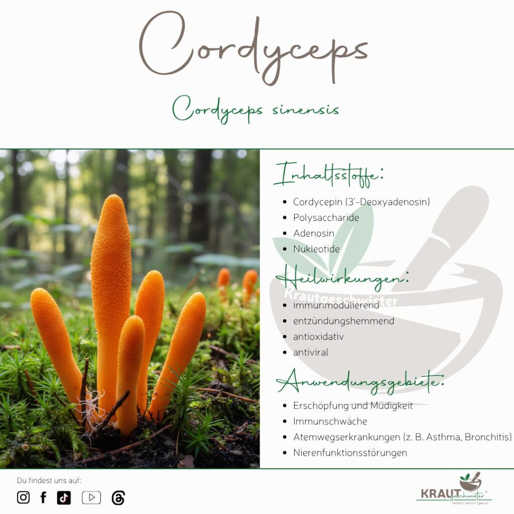 Cordyceps – der geheimnisvolle Heilpilz aus Höhen und Mythen