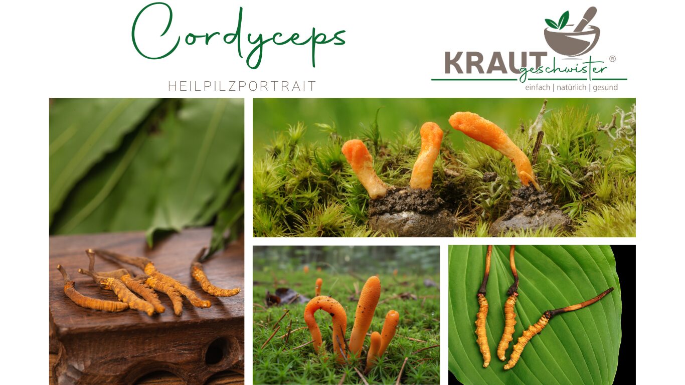 Cordyceps &#8211; der geheimnisvolle Heilpilz aus Höhen und Mythen