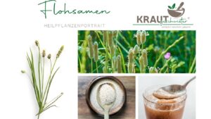 Indischer Flohsamen – das unscheinbare Kraut mit großer Wirkung