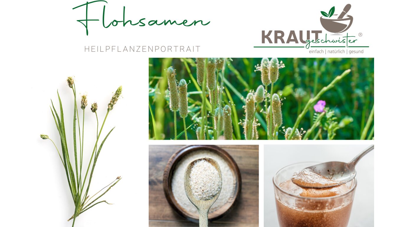 Mehr über den Artikel erfahren Indischer Flohsamen – das unscheinbare Kraut mit großer Wirkung