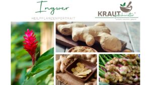 Ingwer – Die scharfe Wurzel, die Leib und Seele wärmt