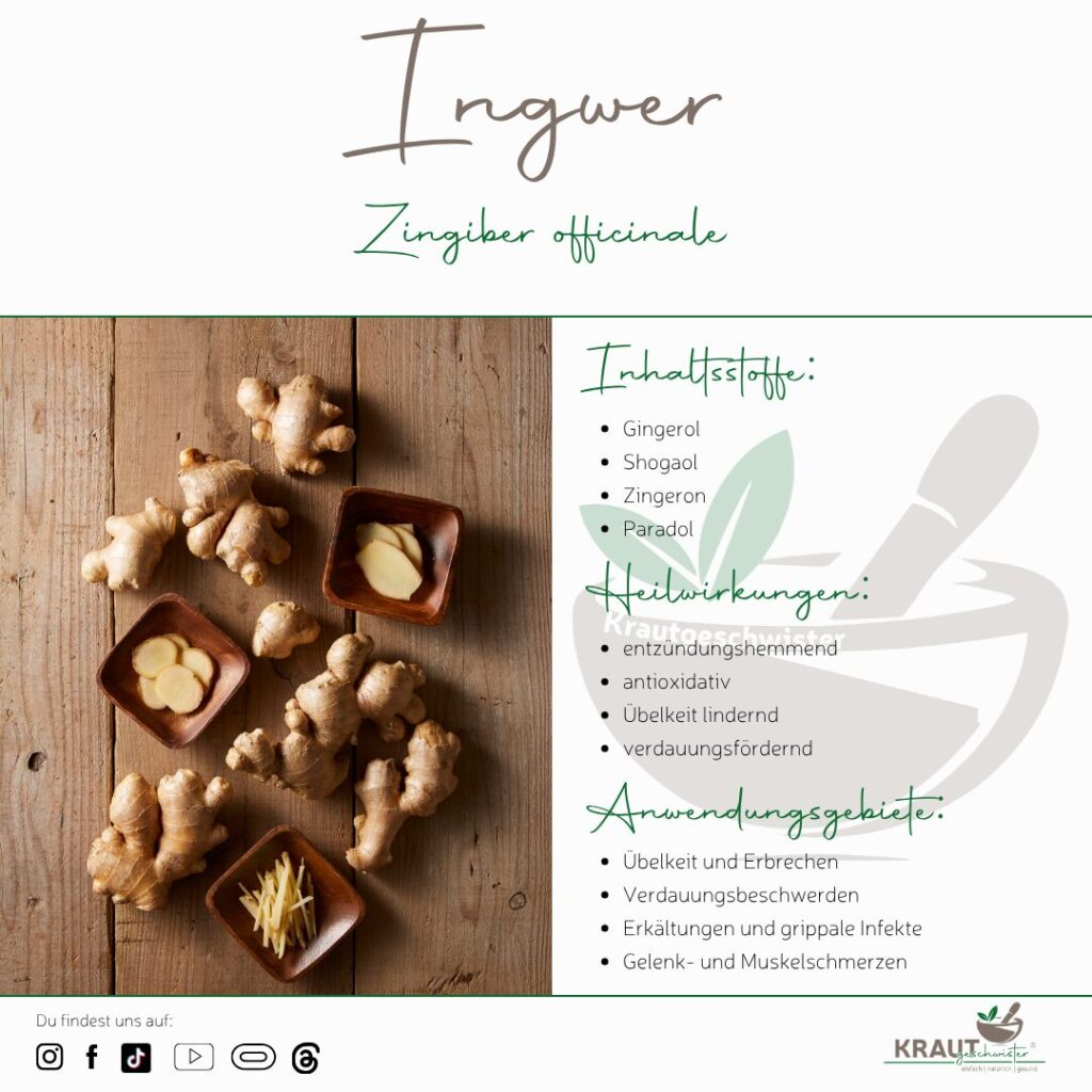 Ingwer – Die scharfe Wurzel, die Leib und Seele wärmt