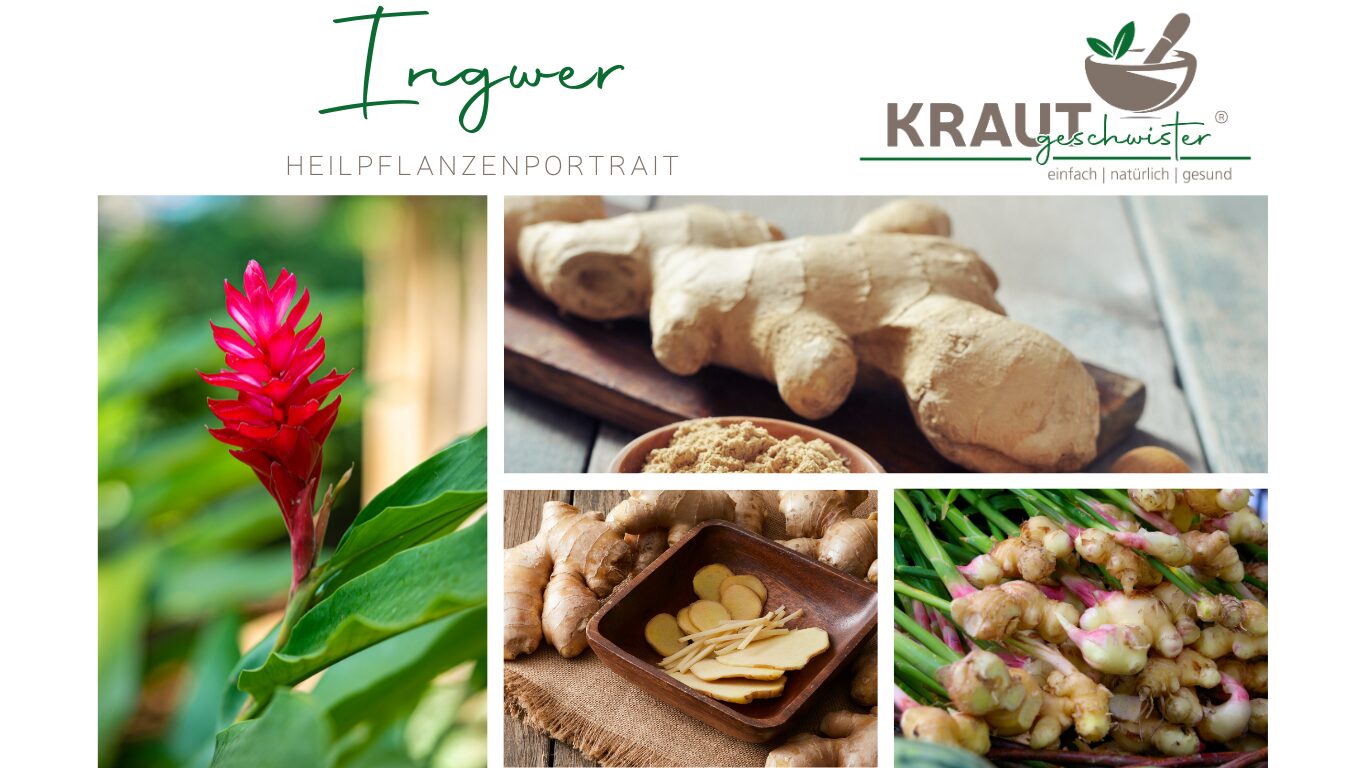 Mehr über den Artikel erfahren Ingwer – Die scharfe Wurzel, die Leib und Seele wärmt