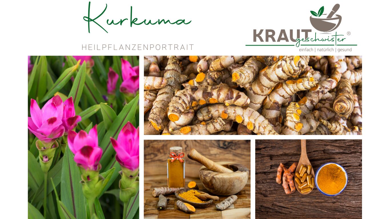 Kurkuma – Die goldene Wurzel der Sonne