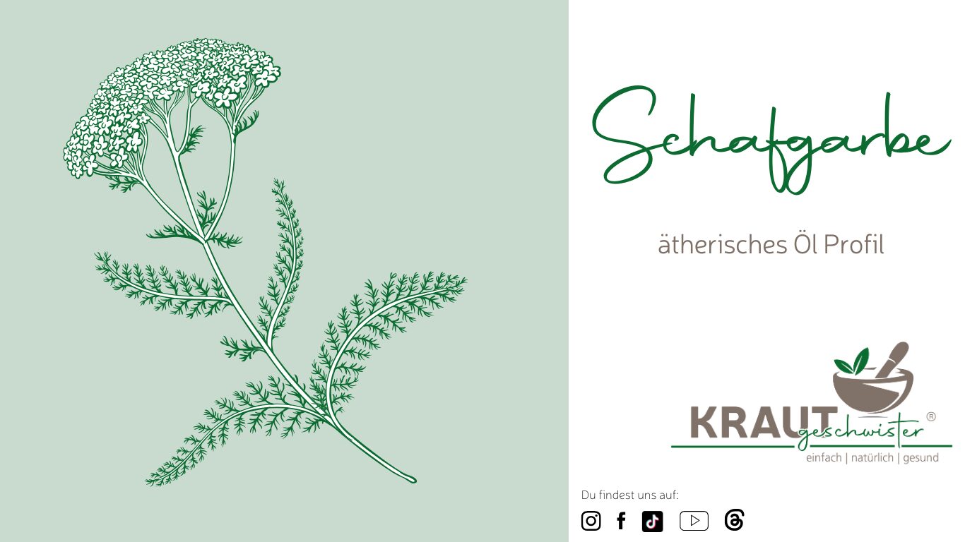 Mehr über den Artikel erfahren Schafgarbe ätherisches Öl Profil