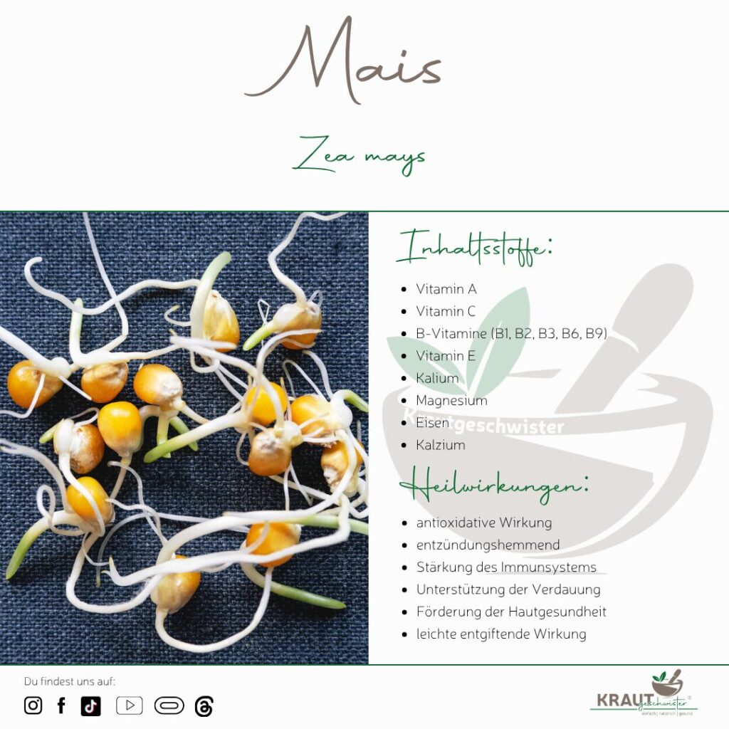 Microgreen-Portrait: Mais