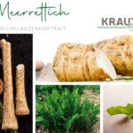 Meerrettich – Die scharfe Wurzel mit Heilkraft und Geschichte