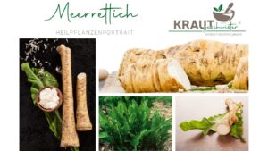 Meerrettich – Die scharfe Wurzel mit Heilkraft und Geschichte