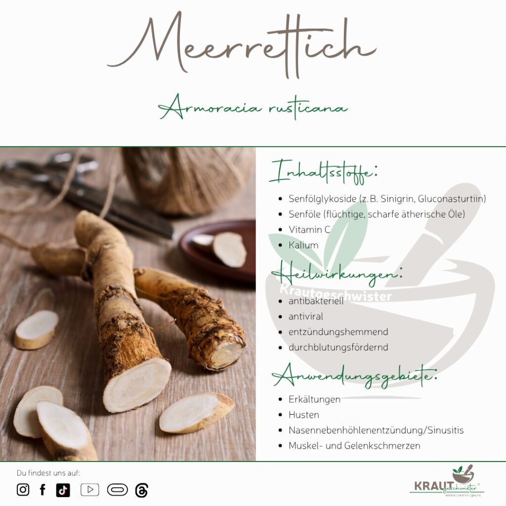 Meerrettich – Die scharfe Wurzel mit Heilkraft und Geschichte