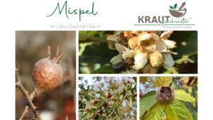 Die Mispel – Herbstfrucht mit Geschichte, Heilkraft und Seele 🍂