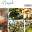 Die Mispel – Herbstfrucht mit Geschichte, Heilkraft und Seele 🍂