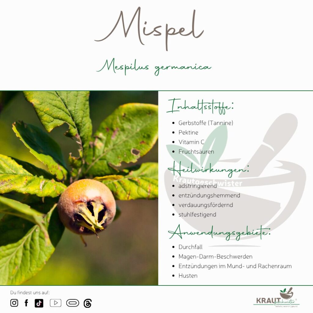 Die Mispel – Herbstfrucht mit Geschichte, Heilkraft und Seele 🍂