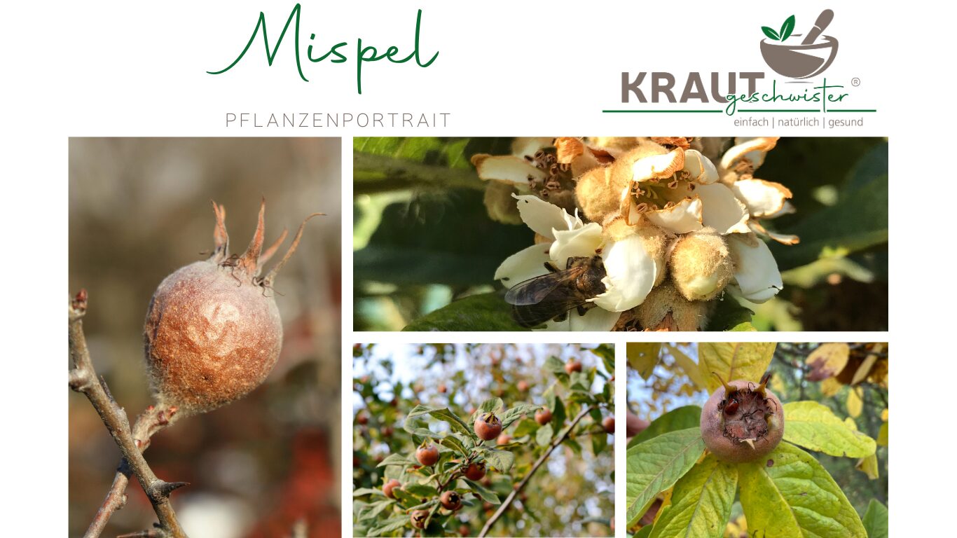 Die Mispel – Herbstfrucht mit Geschichte, Heilkraft und Seele 🍂