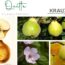 Die Quitte – Goldene Frucht voller Zauber und Heilkraft 🌿