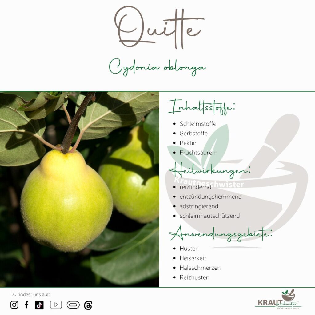 Die Quitte – Goldene Frucht voller Zauber und Heilkraft 🌿