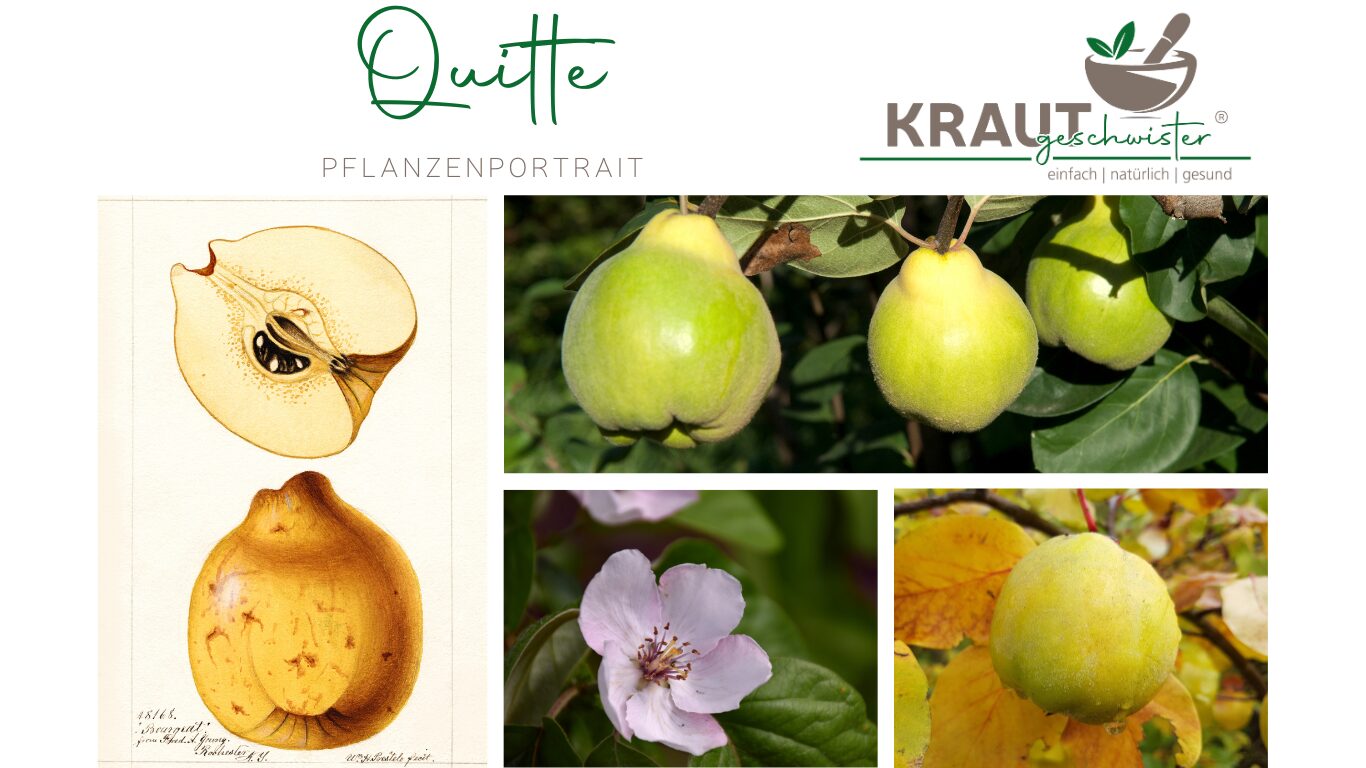 Die Quitte – Goldene Frucht voller Zauber und Heilkraft 🌿