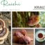 Reishi – Pilz der Unsterblichkeit