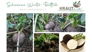 Schwarzer Winter-Rettich: Dein kraftvoller Begleiter durch die kalte Jahreszeit