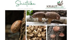 Shiitake – der duftende Heilpilz aus Fernost