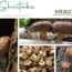 Shiitake – der duftende Heilpilz aus Fernost
