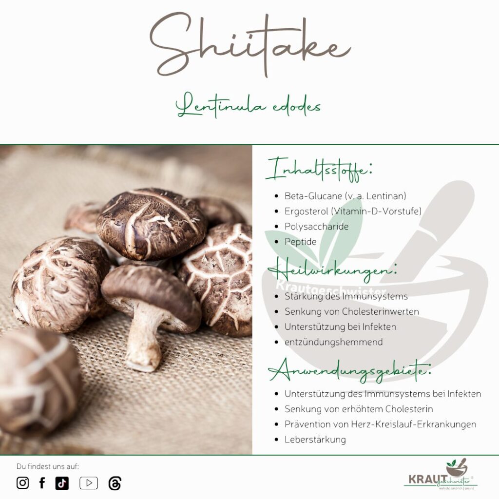 Shiitake – der duftende Heilpilz aus Fernost