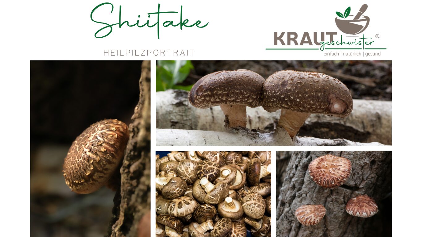 Mehr über den Artikel erfahren Shiitake – der duftende Heilpilz aus Fernost