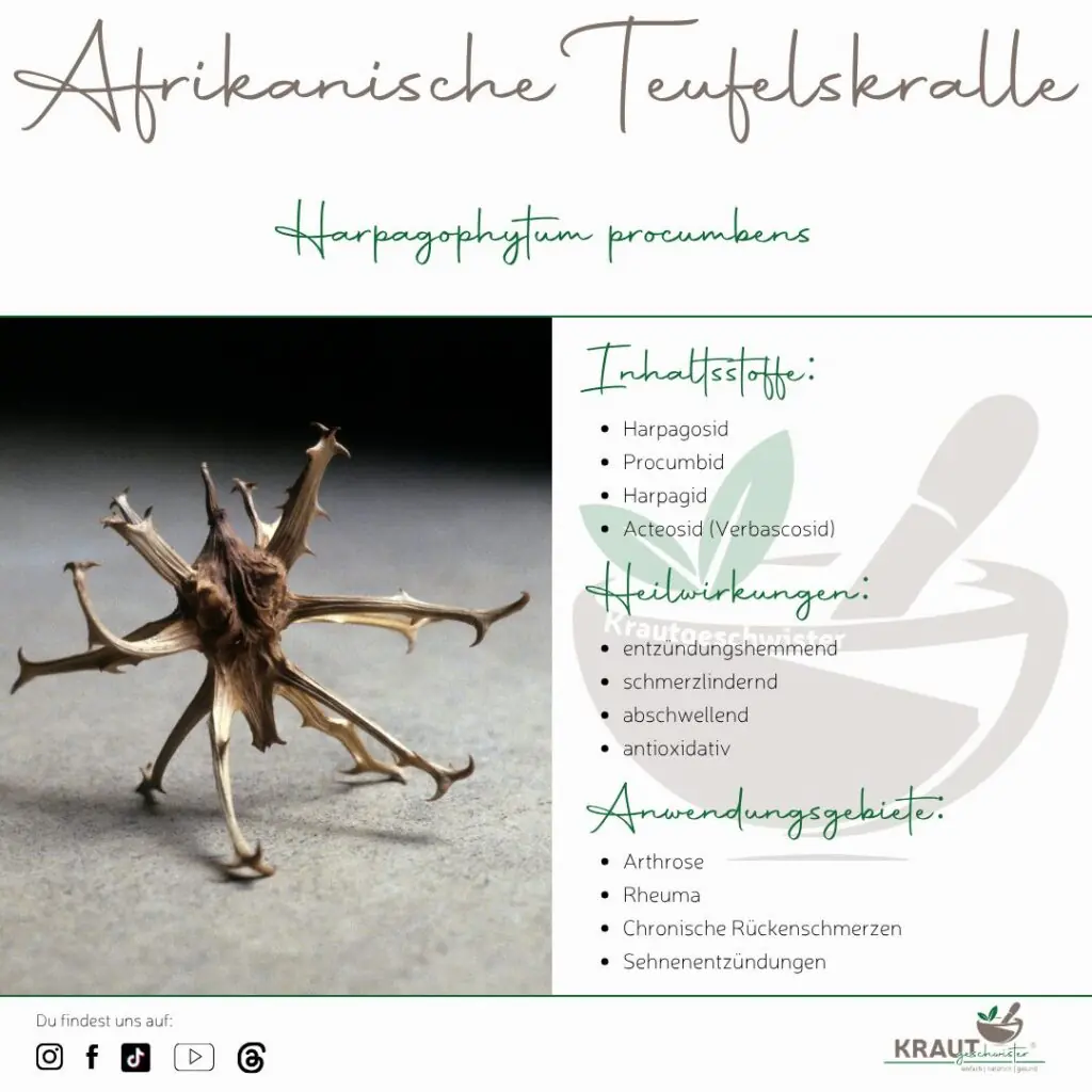 Afrikanische Teufelskralle Heilpflanzenportrait