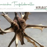 Afrikanische Teufelskralle Heilpflanzenportrait