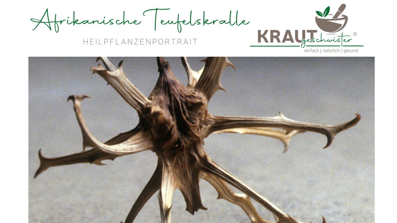 Afrikanische Teufelskralle Heilpflanzenportrait