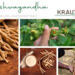 Ashwagandha – wie das alte Kraftkraut heute wirkt