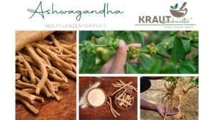 Ashwagandha – wie das alte Kraftkraut heute wirkt