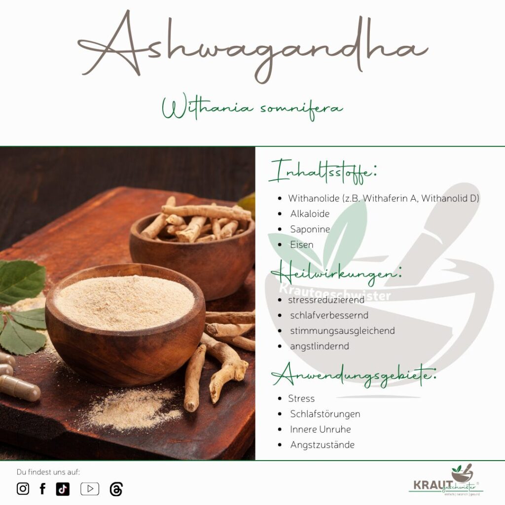Ashwagandha – wie das alte Kraftkraut heute wirkt