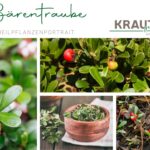 Die Bärentraube und ihr stilles Talent, unsere Blase zu schützen