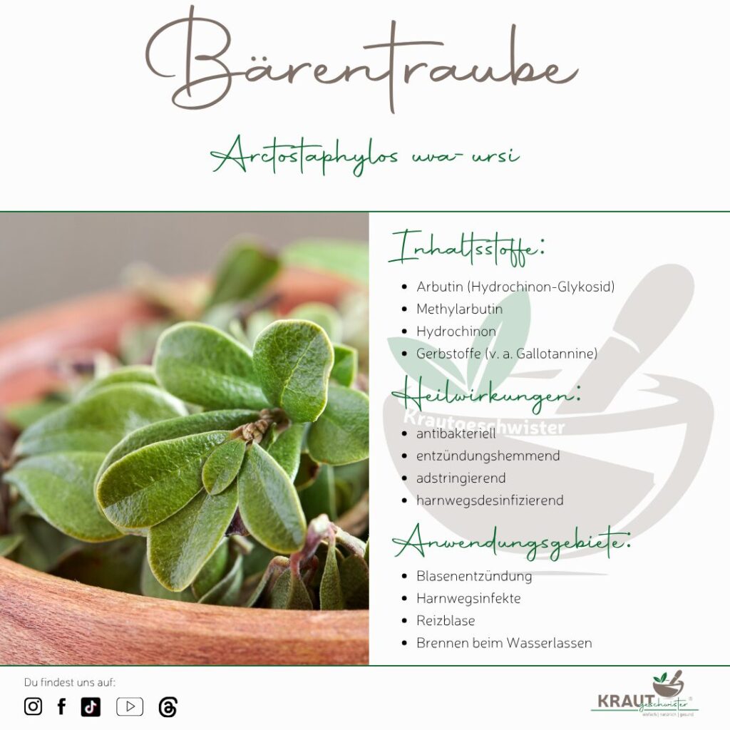 Die Bärentraube und ihr stilles Talent, unsere Blase zu schützen