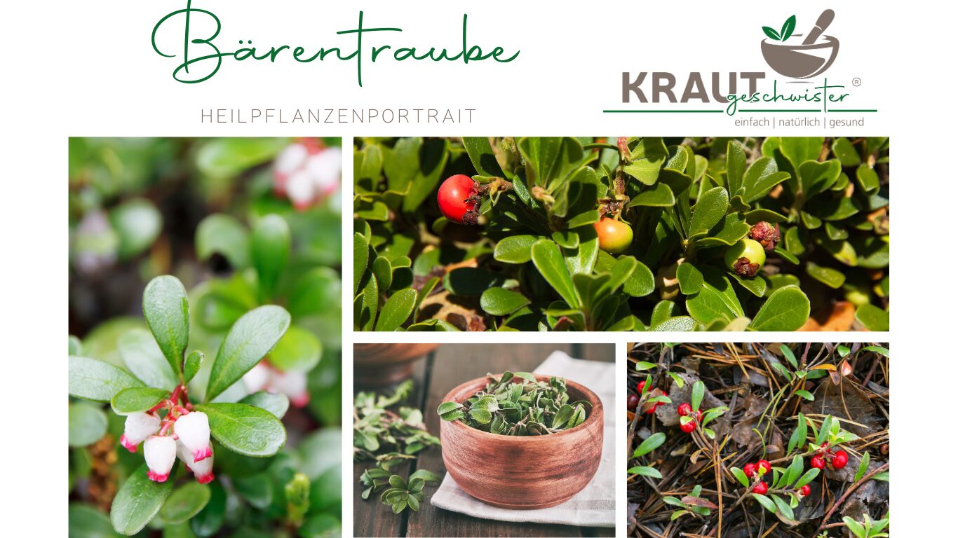 Die Bärentraube und ihr stilles Talent, unsere Blase zu schützen