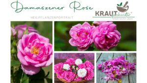 Damaszener Rose, K&ouml;nigin der Pflanzenmedizin