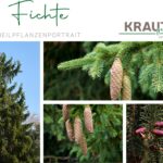 Fichte – Harziger Wächter des Waldes und überraschendes Heil-Kraut