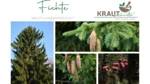 Fichte &ndash; Harziger W&auml;chter des Waldes und &uuml;berraschendes Heil-Kraut