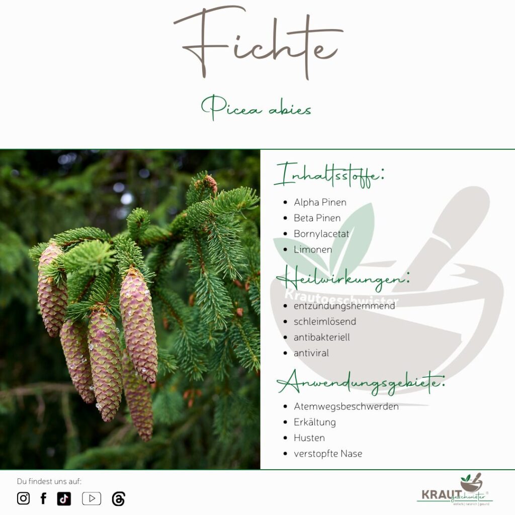 Fichte &ndash; Harziger W&auml;chter des Waldes und &uuml;berraschendes Heil-Kraut